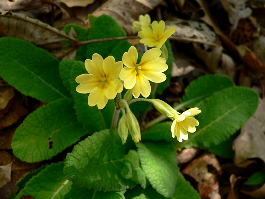 {Primula vulgaris}